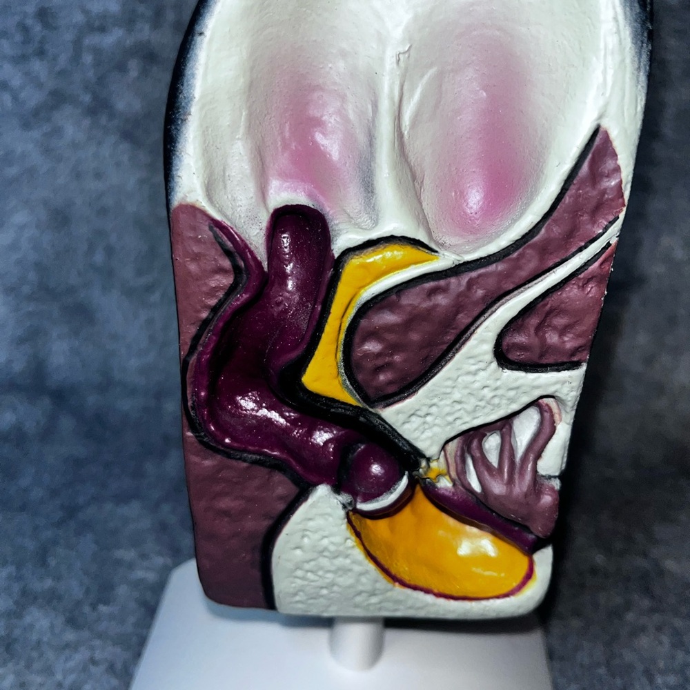 Dog Ear Anatomy Model Canine Ear Veterinary Teaching Pet Clinic Display Banfield - Picture 5 of 8